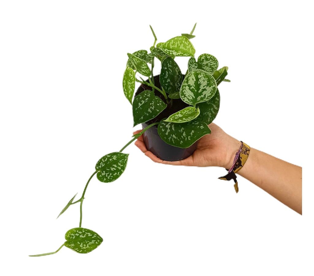 Scindapsus Pictus M12_0