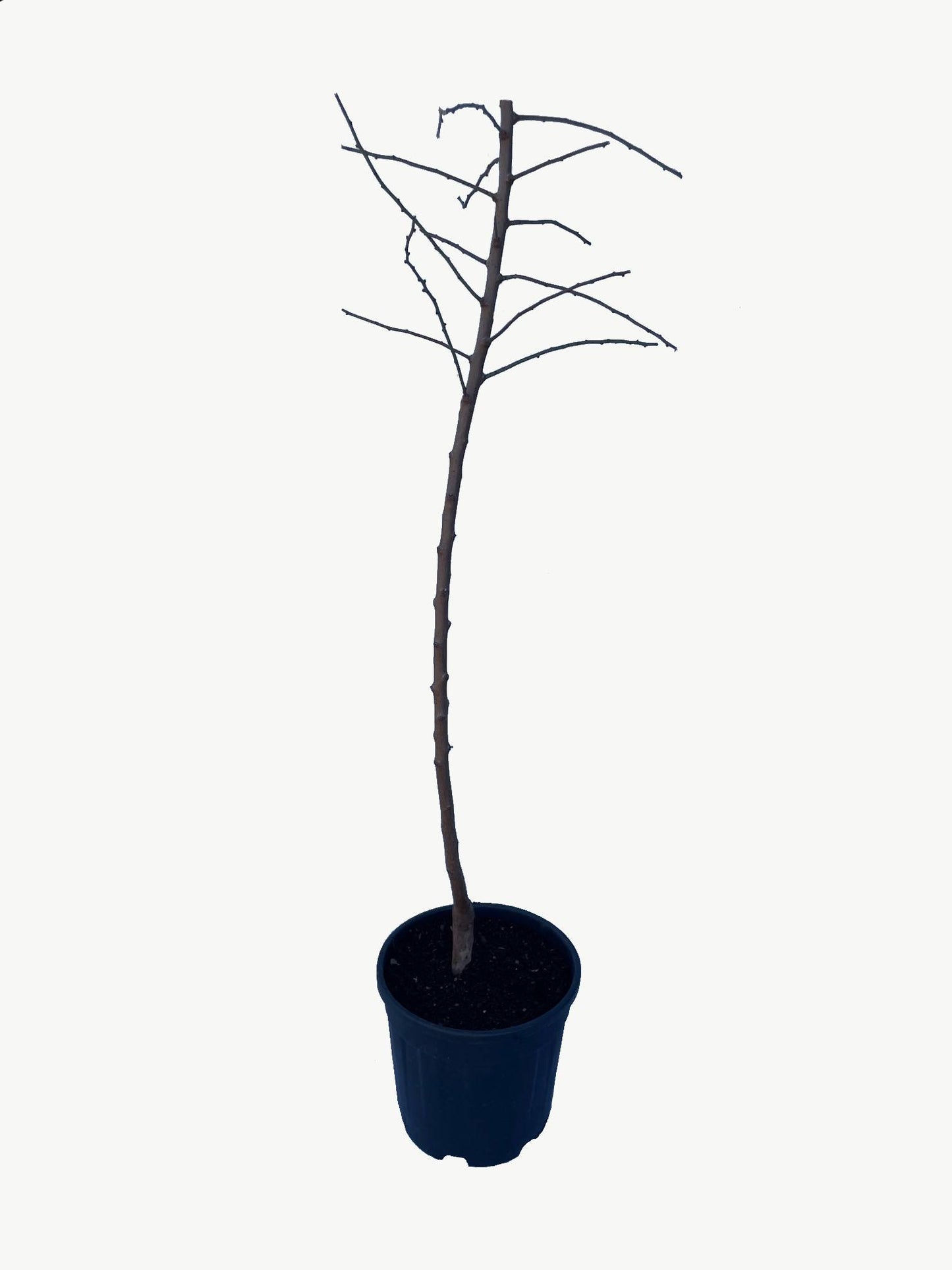 Frutal Almendro - Planta Natural - Maceta 26cm - Altura Aprox. 120/150_1