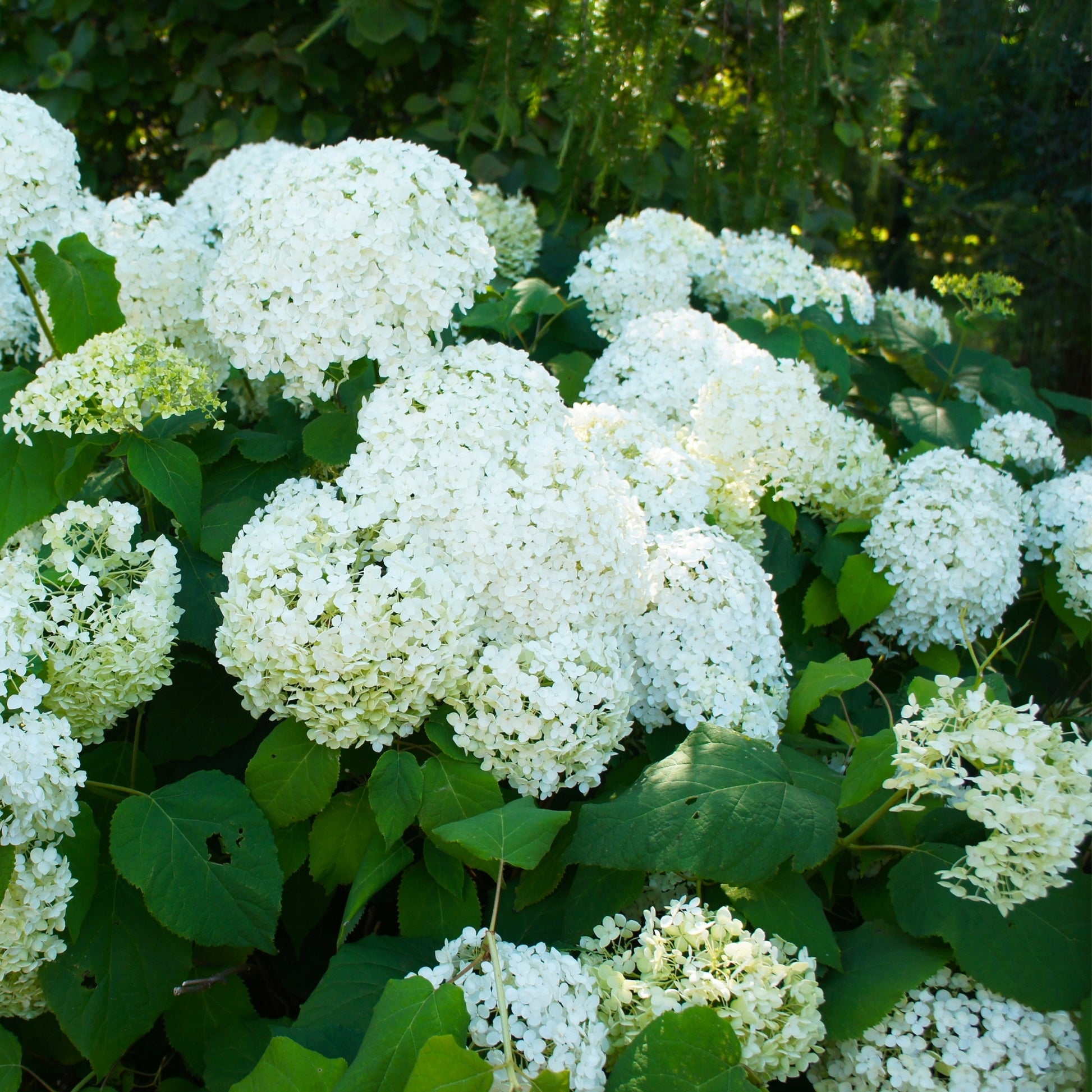 Hortensia - 3 Pzs - Hydrangea Paniculata 'silver Dollar' - Altura 25-40cm - ⌀9cm