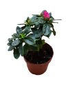 Planta AZALEA de Flor FUCSIA ideal para Jardines y para Bonsai
