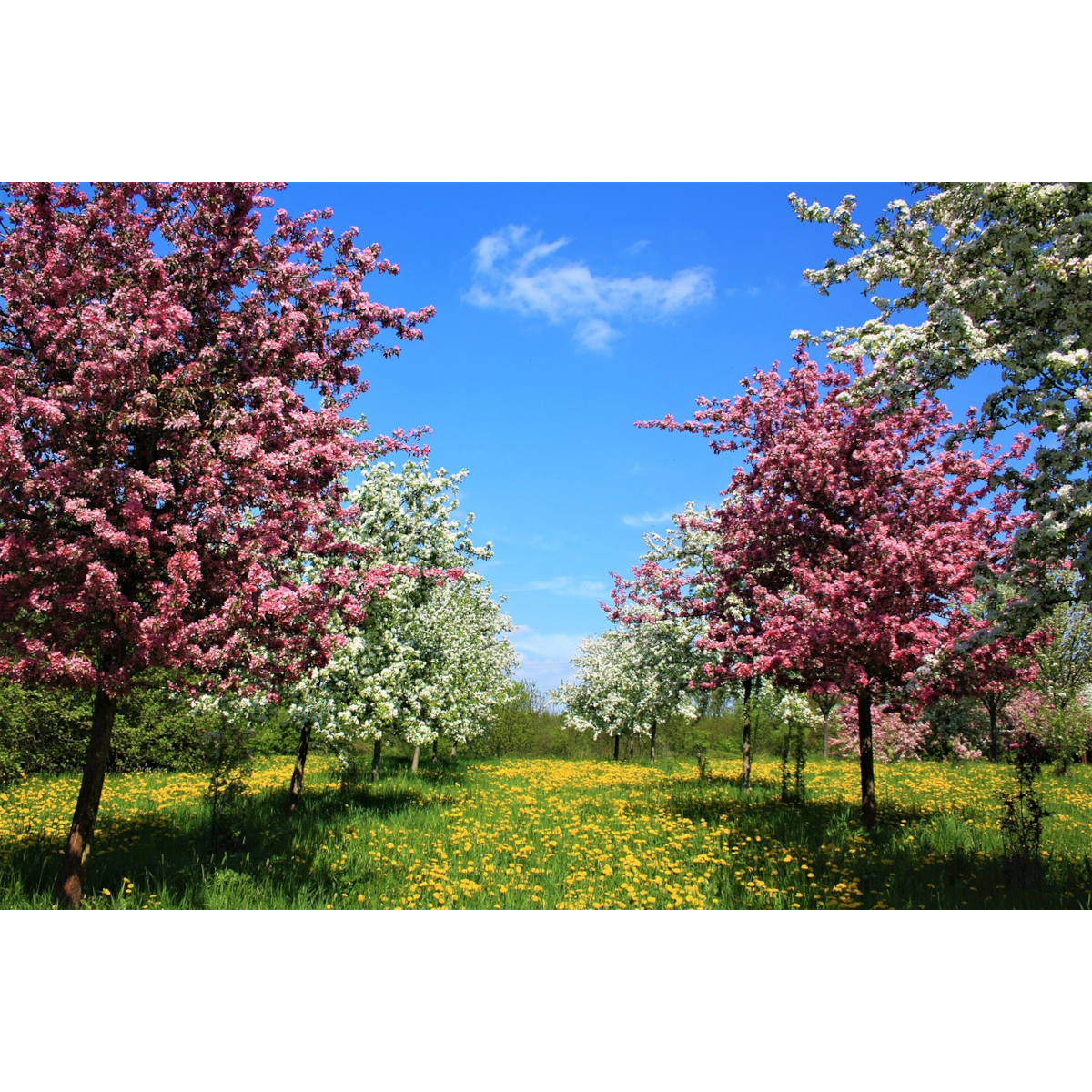 Compost Ecológico Con Biochar Y Minerales De Roca LivingChar 500L