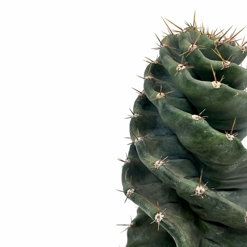 Cereus Forbesii Spiralis Cactus Y Suculentas