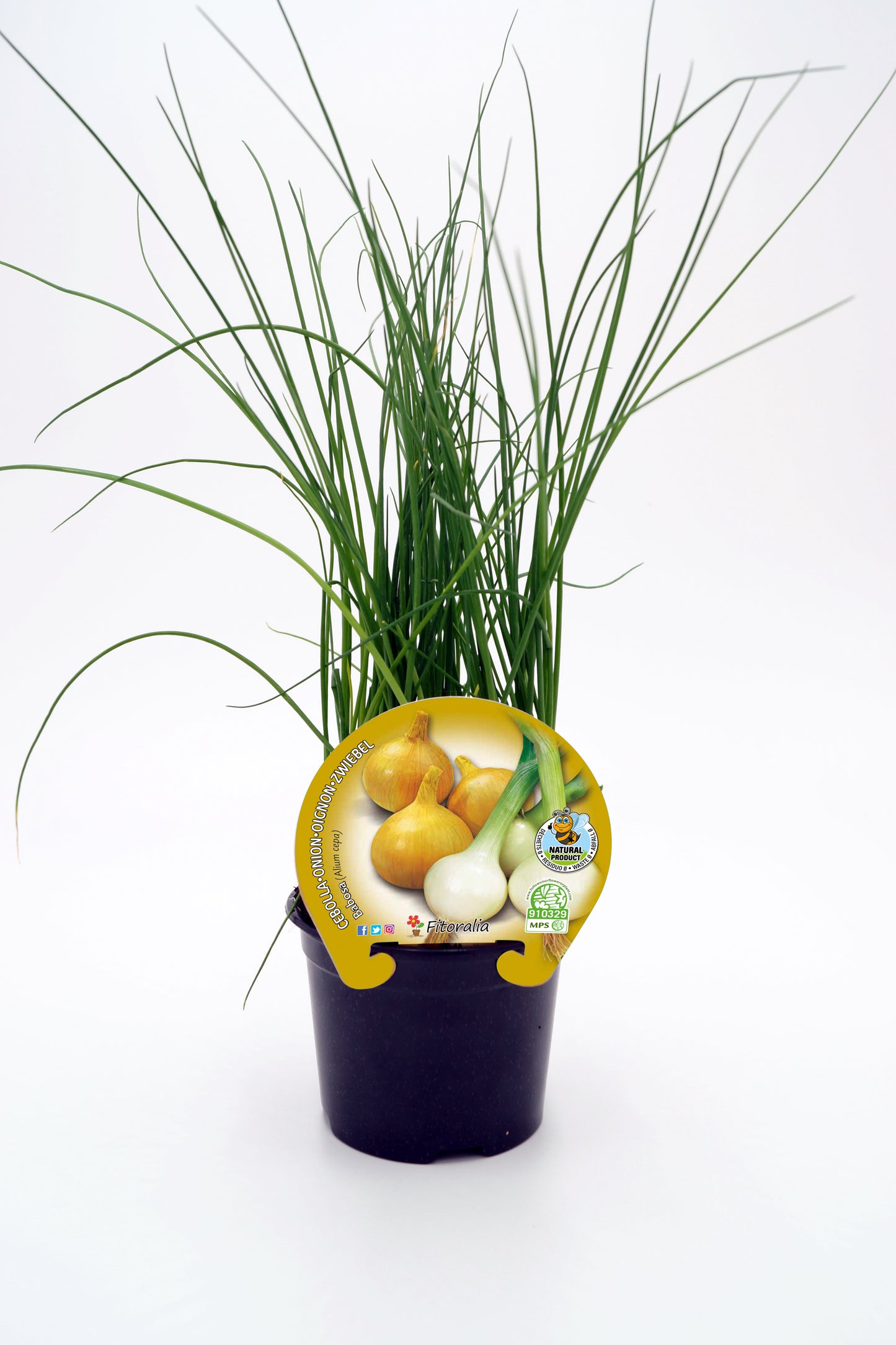 Plantón Cebolla Babosa En Maceta 10,5 Cm. Natural - Fitoralia