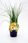 Plantón Cebolla Babosa En Maceta 10,5 Cm. Natural - Fitoralia