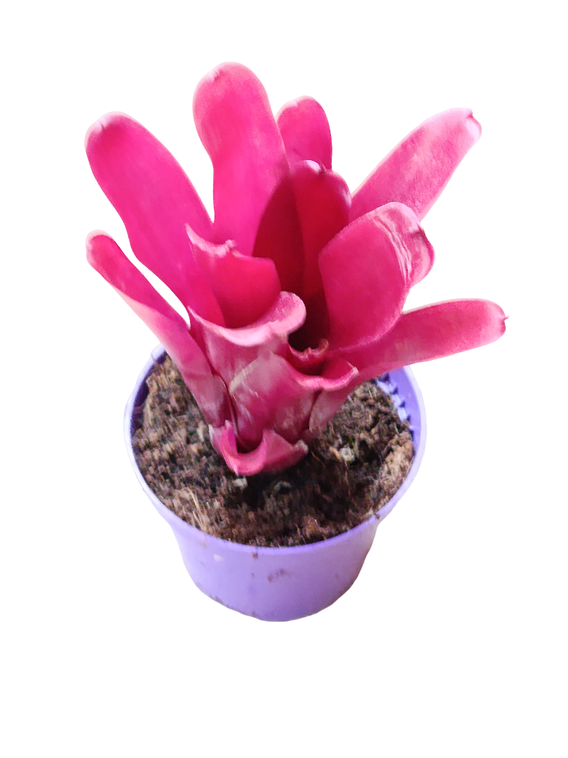 Neoregelia Fireball Planta Bromelia_0