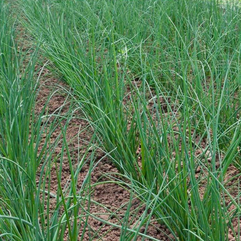 Semillas Cebollino Chino Ecológicas