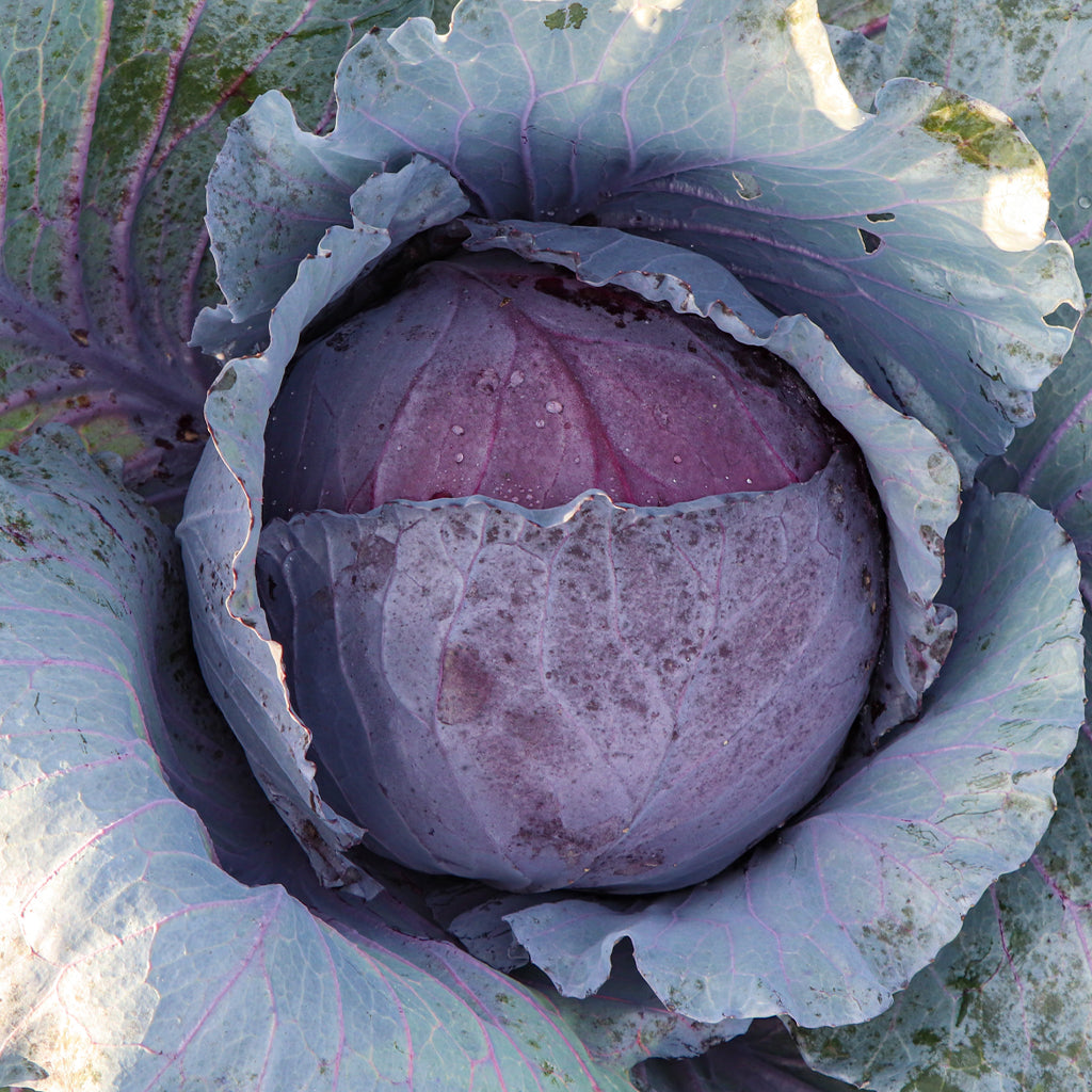 Plantón Col Lombarda 10 Unidades - PlantaBo_1