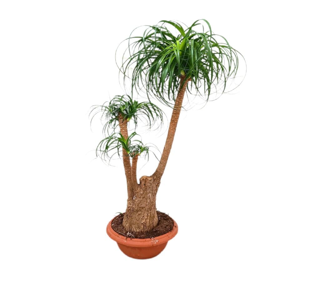 Beaucarnea Ramificada M37 90-110cm (pata De Elefante)_0