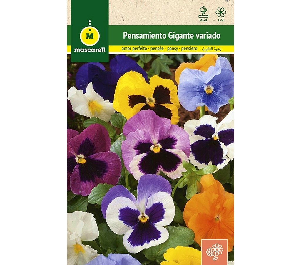 Semillas Pensamiento Gigante Variado (viola Tricolor)_0