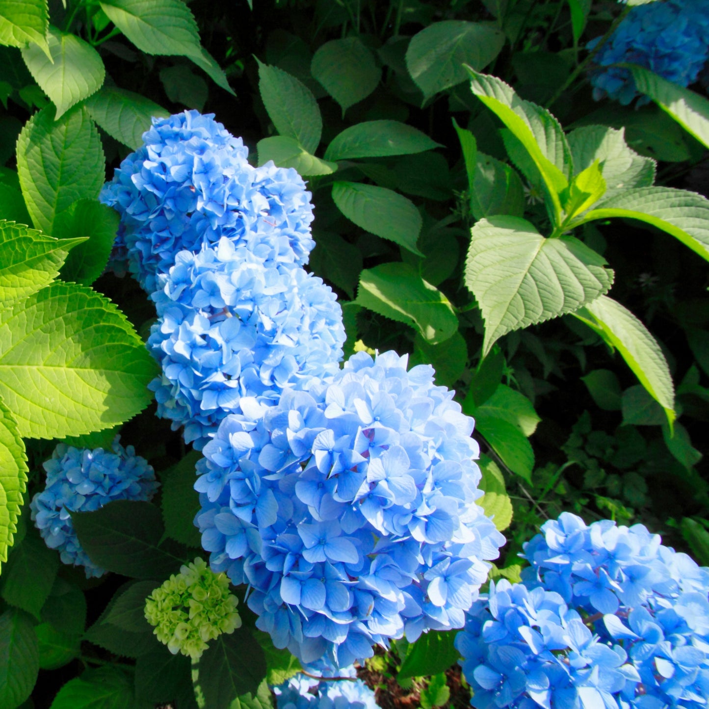 Hortensia - 3 Pzs - Hydrangea Macrophylla 'early Blue' - Altura 25-40cm - ⌀9cm