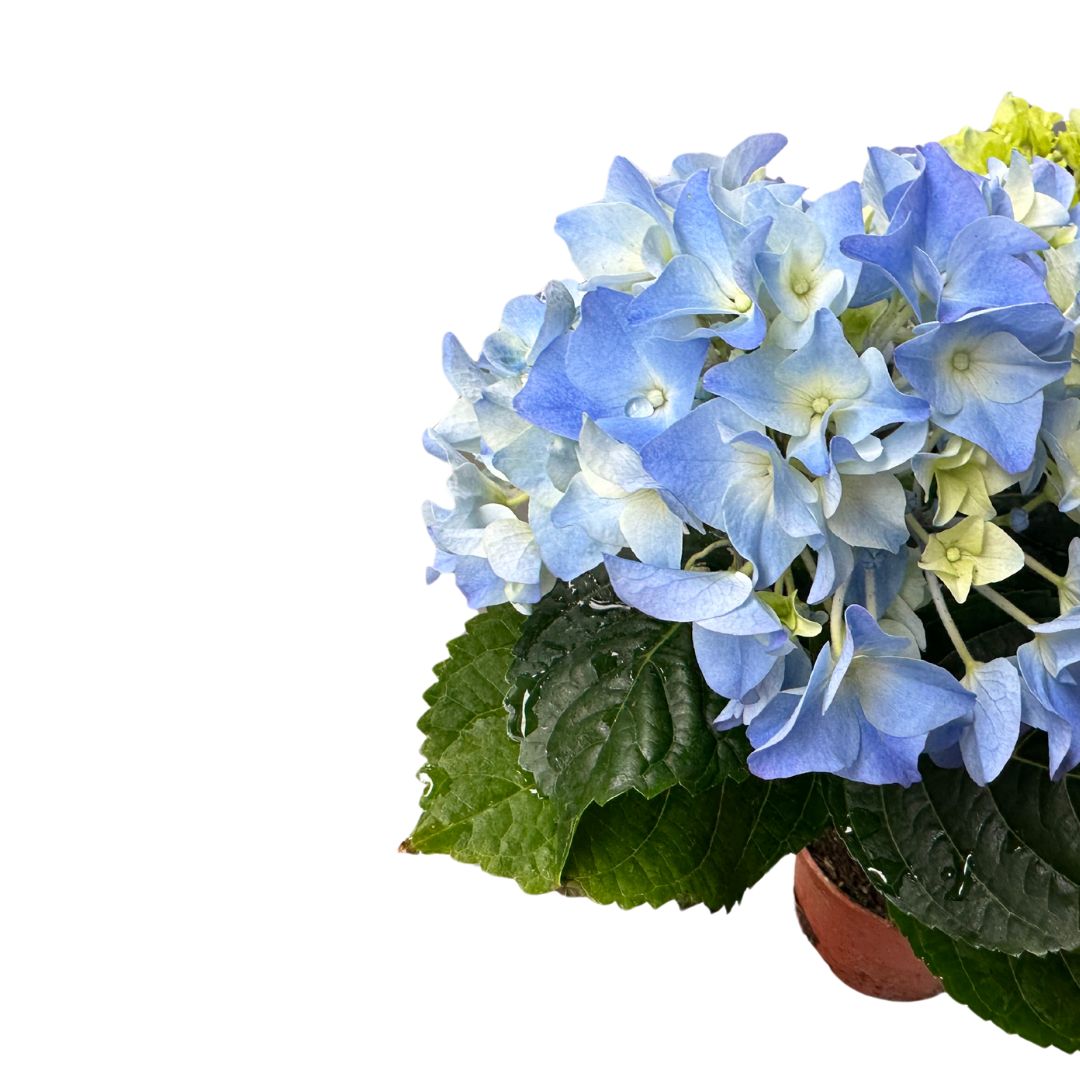 Hortensia En Maceta (hydrangea Macrophylla)_1