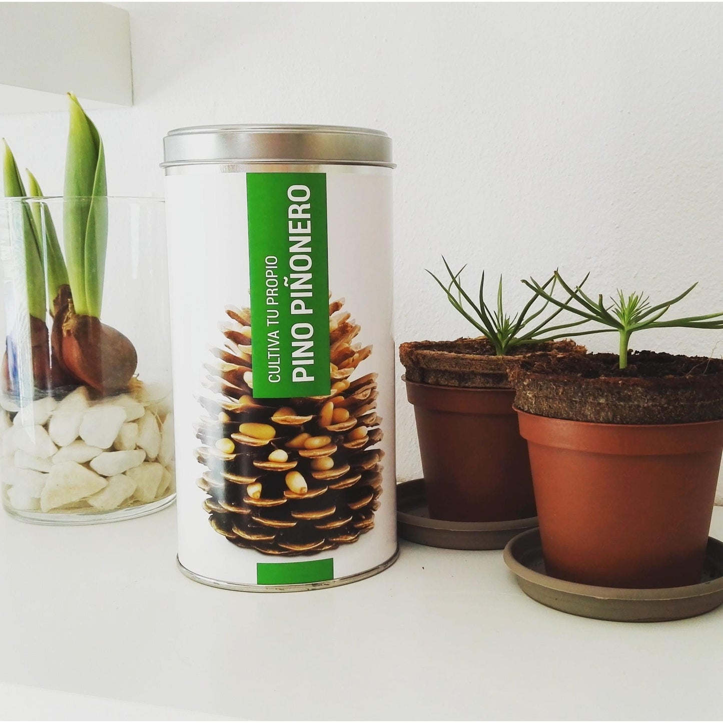 Cultiva tu propio Pino Piñonero