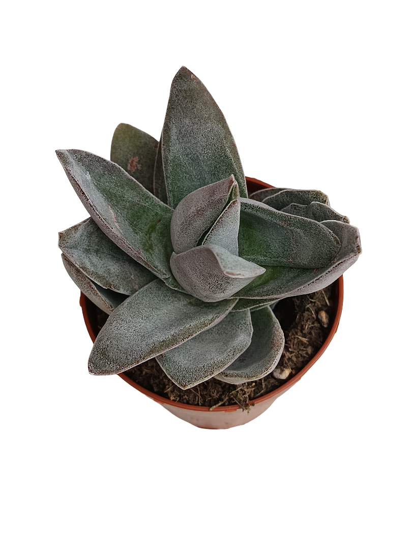 Crassula Garnet Lotus Planta Suculenta Ø8