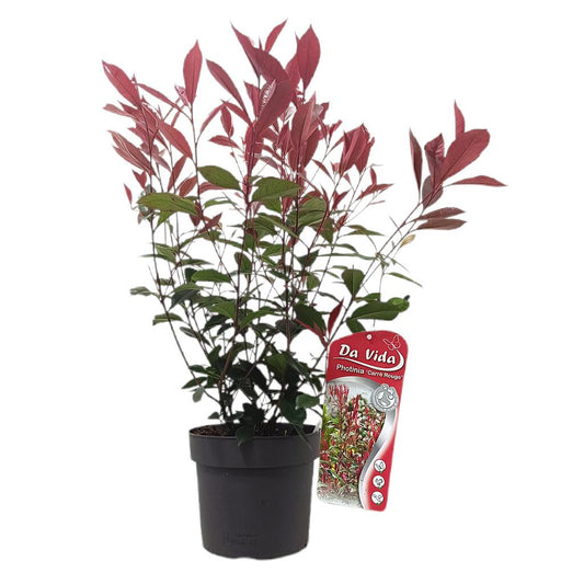 Photinea Fraseri M19 50-60cm