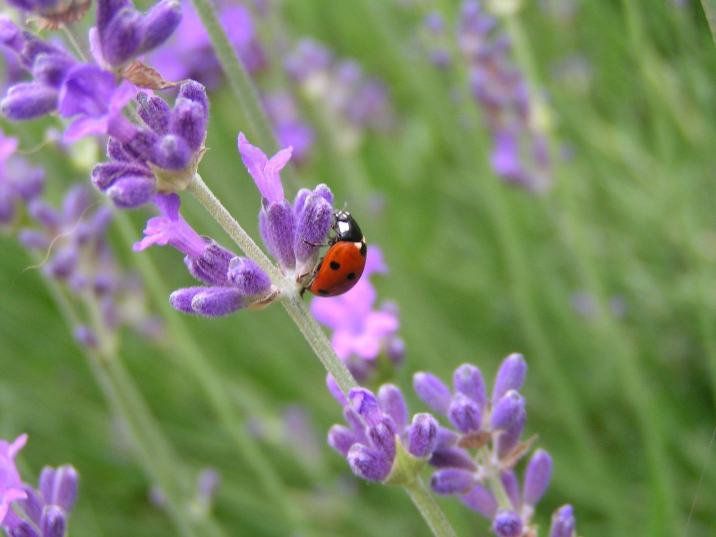 Semillas Mix Hola Mariquitas Ecológico_0