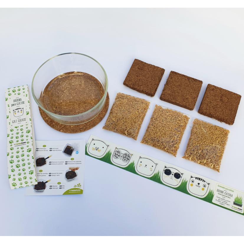 Hierba para gatos set de cultivo