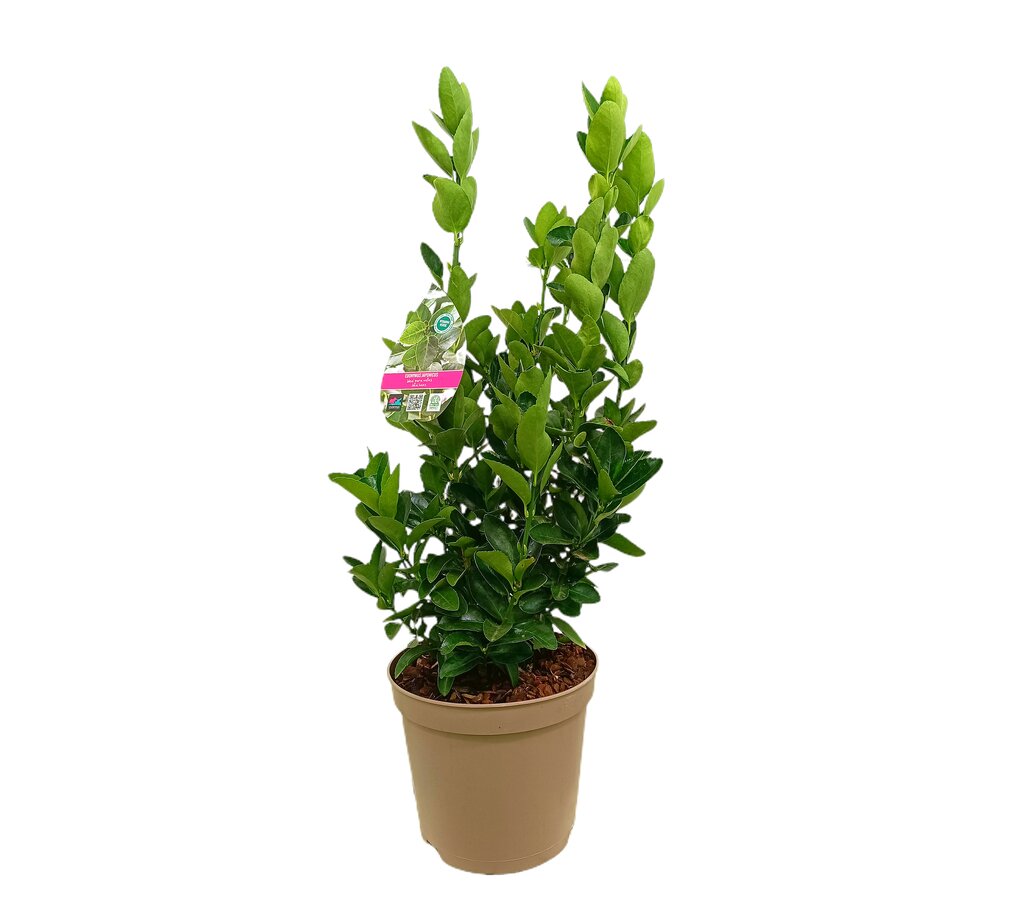 Euonymus Japónica M22 50-60cm