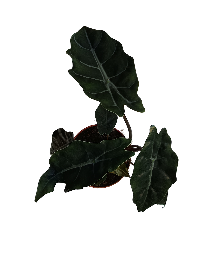 Alocasia chantrieri Planta de Interior Ø12 altura aprox 25 cm_0