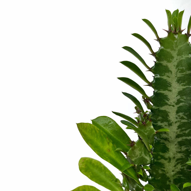 Euphorbia Trigona Cactus Y Suculentas M8,5 cm Ø_2