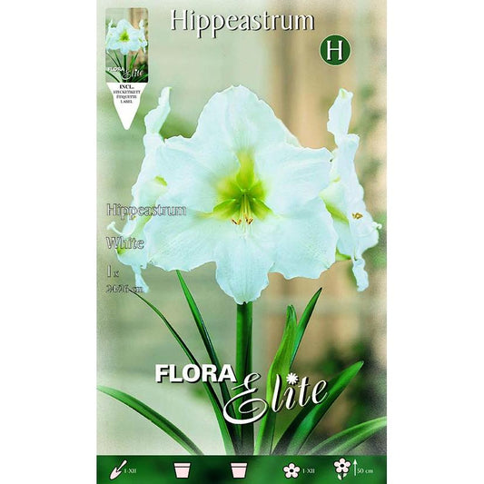 Bulbo Amarilis blanco 1 ud