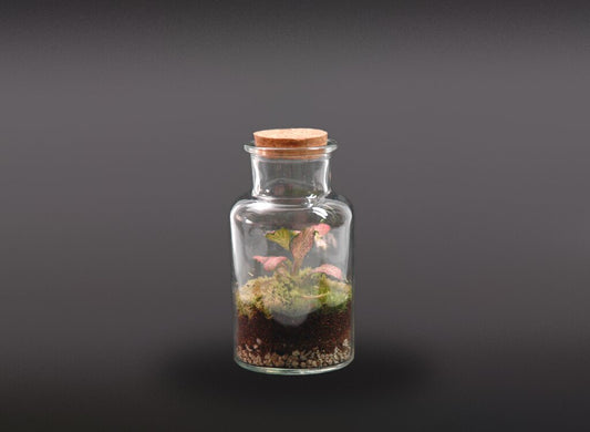 Nanogarden Terrario Bottle Fit Min 13x7cm