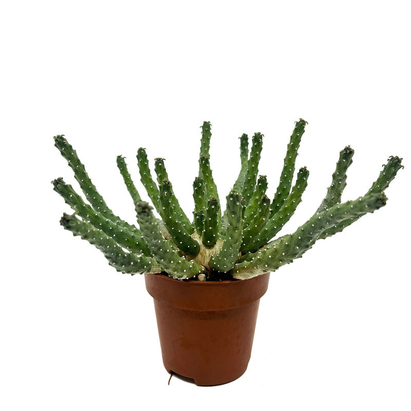 Euphorbia Inermis Cactus Y Suculentas