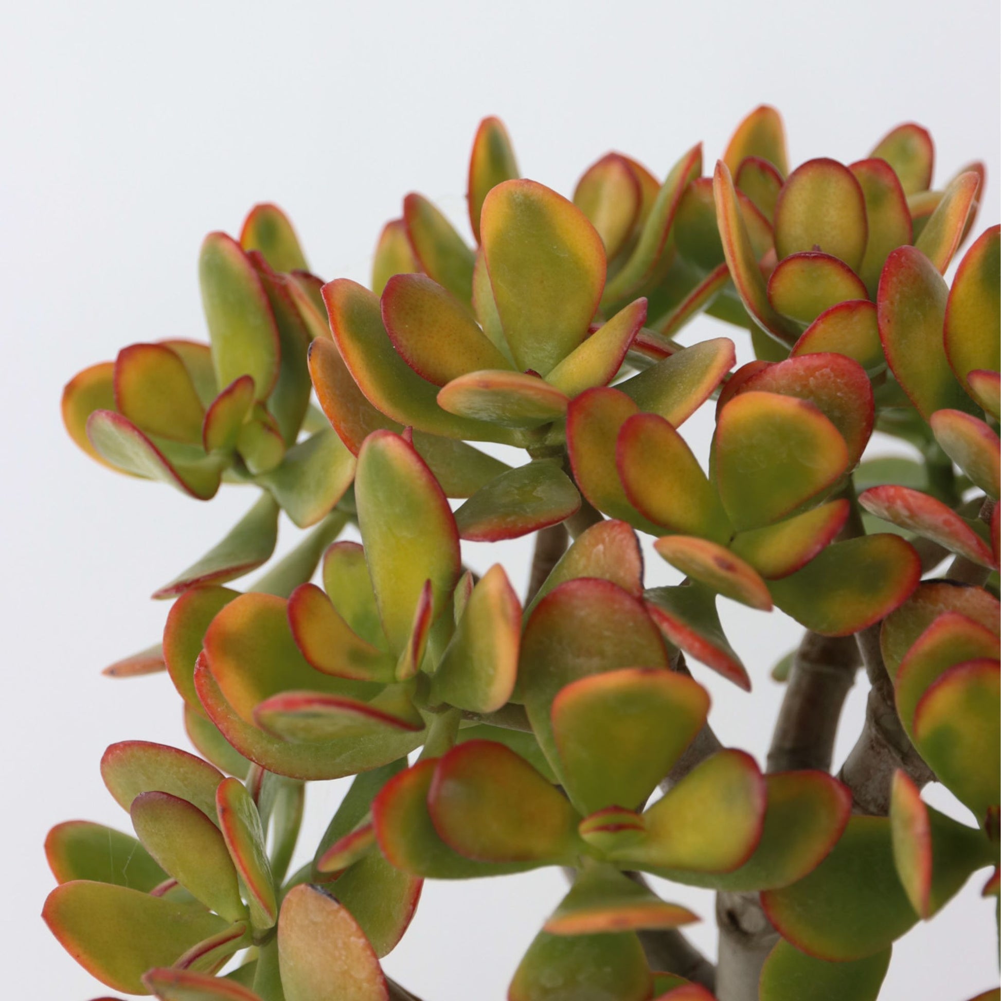Árbol De Jade - Crassula Ovata 'sunset' - Altura 45-50cm - ⌀23cm