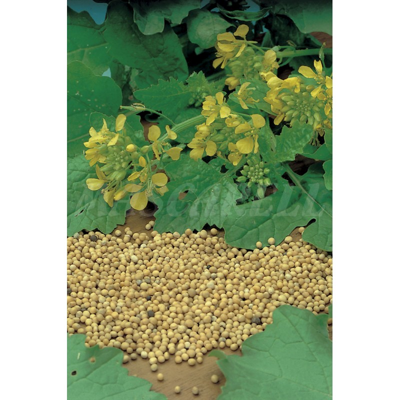 Semillas Mostaza Blanca (sinapsis Alba)_0