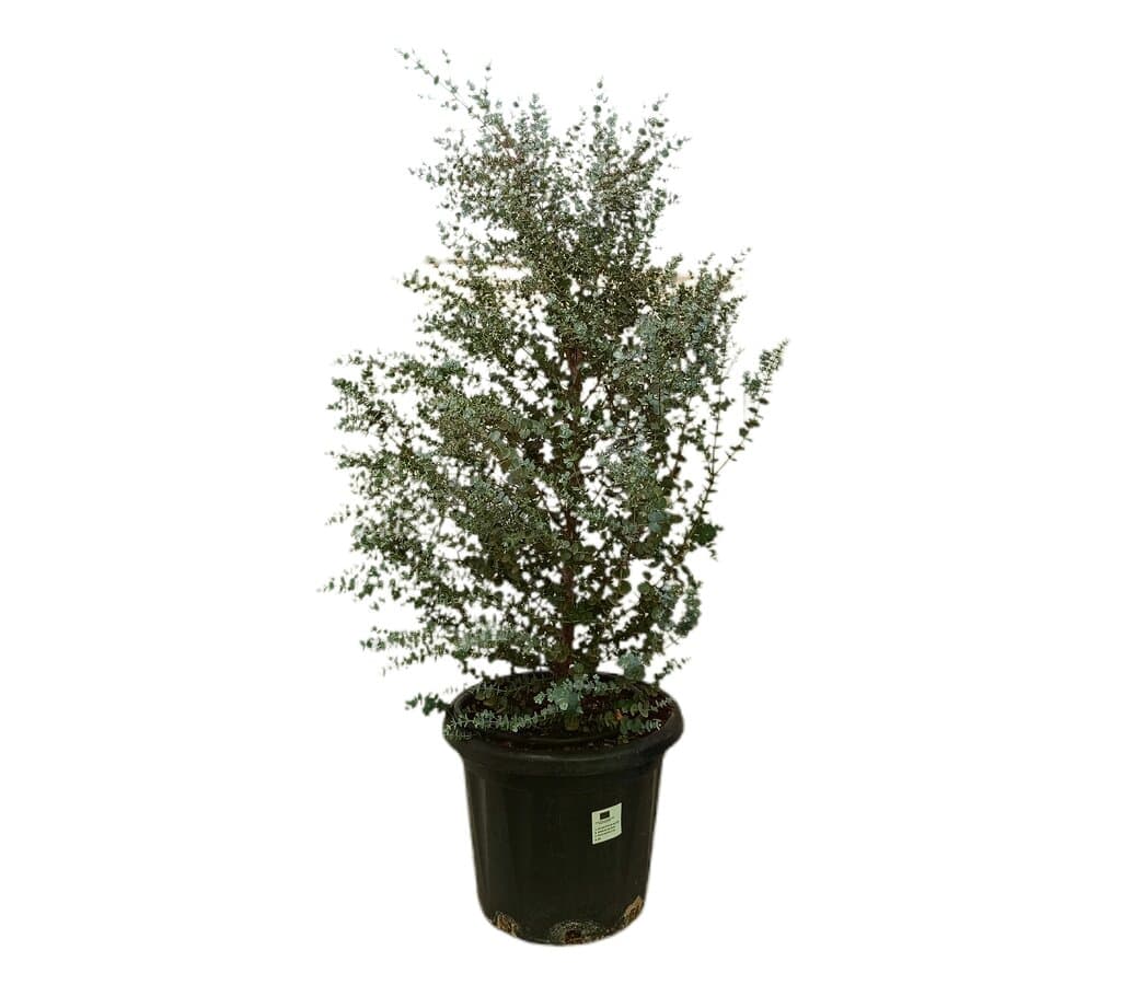 Eucalyptus Gunnii M35 120-130cm_0