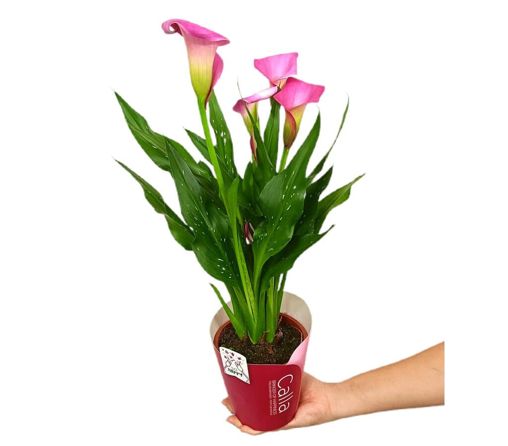 Calla Variada M13 (lirio)_1