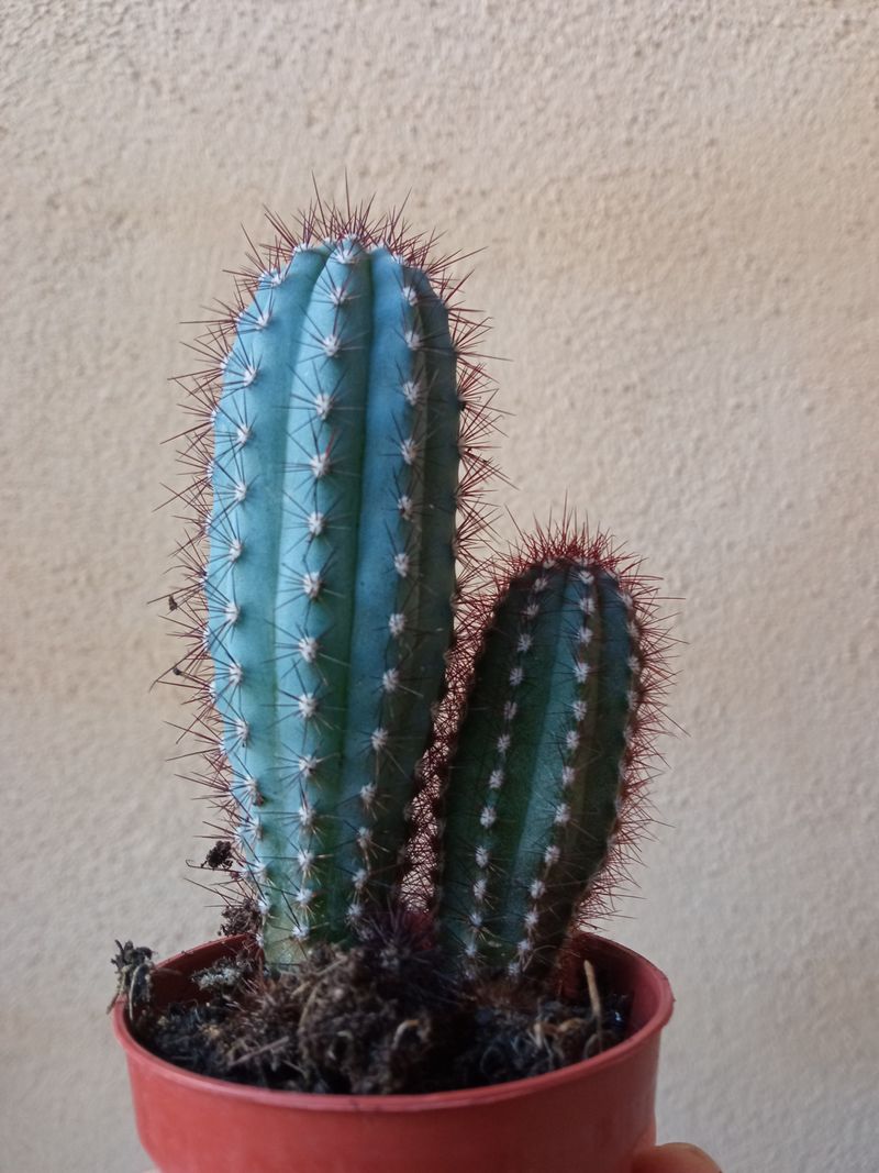 Cactus Cipocereus Bradei Azul Ø5_0