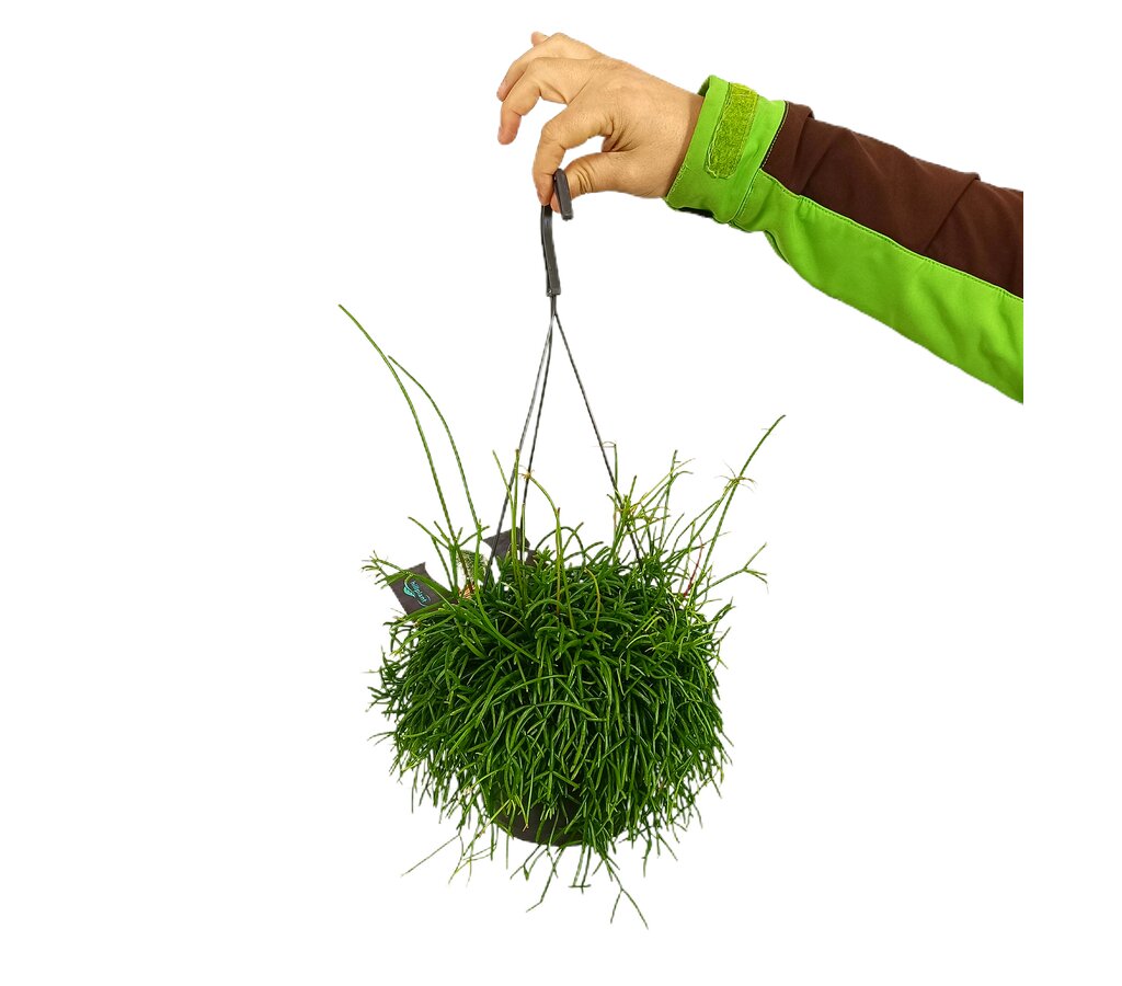 Rhipsalis Cassutha M17_0