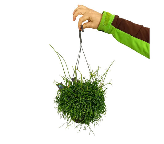 Rhipsalis Cassutha M17