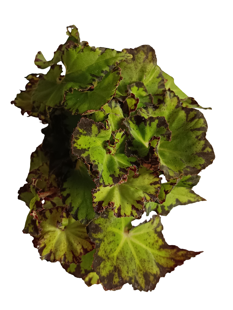 Begonia Jive Planta Natural De Interior Ø9_0