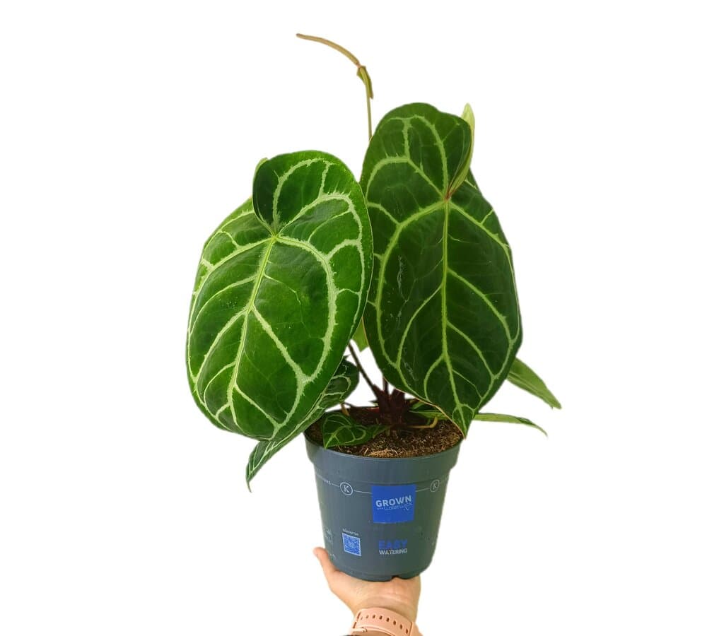 Anthurium Melanocrisum M17_0