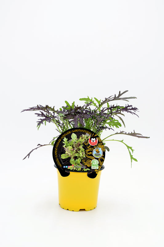 Plantón Mostaza En Maceta 10,5 Cm. Natural - Fitoralia