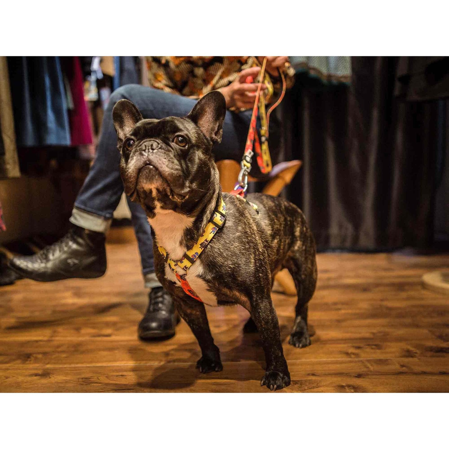 Arnés clásico para perro SUPERDOG Dukier L