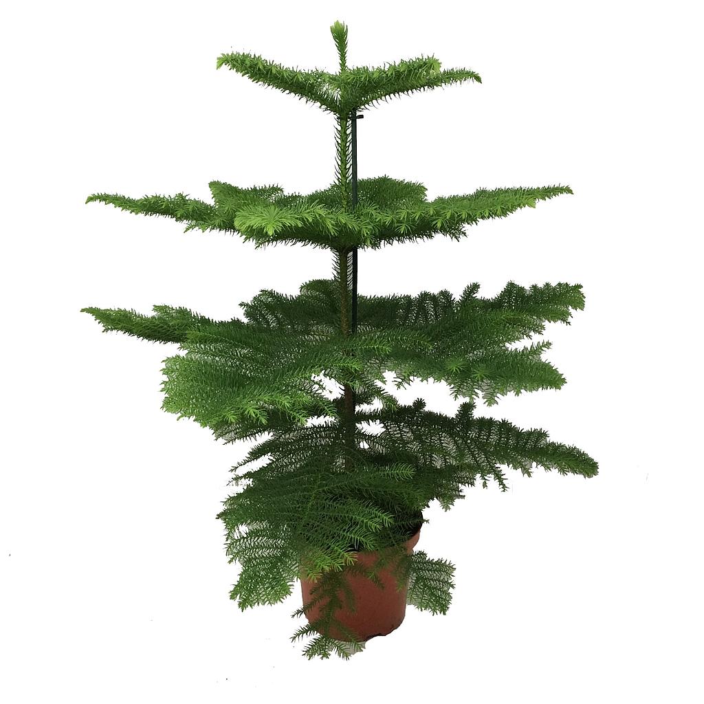 Araucaria Excelsa M23 100cm_0