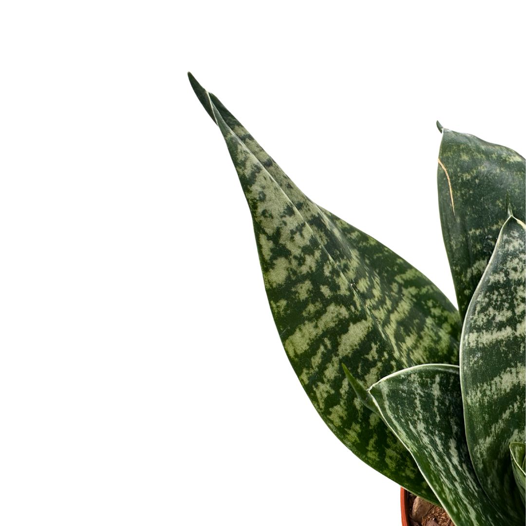Mini Sansevieria Zeilanica Lengua De Suegra Planta Muy Resistente Para Interior