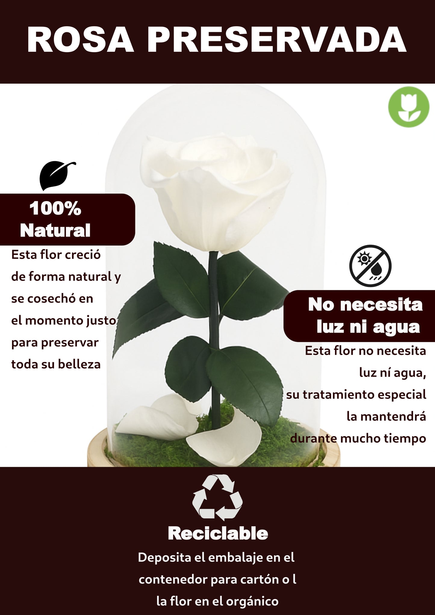 Mundo Eterno Rosa En Cúpula Blanca 12x20cm