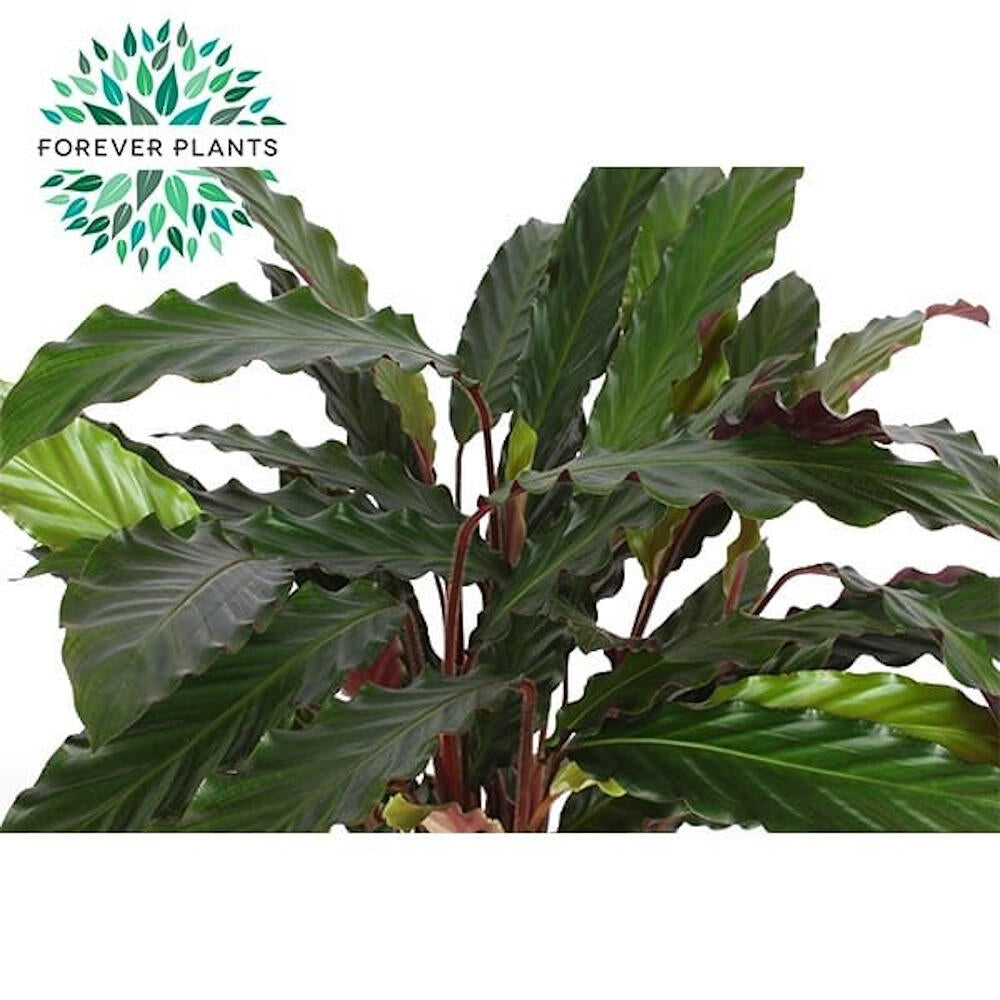 Calathea Mix M19 80cm