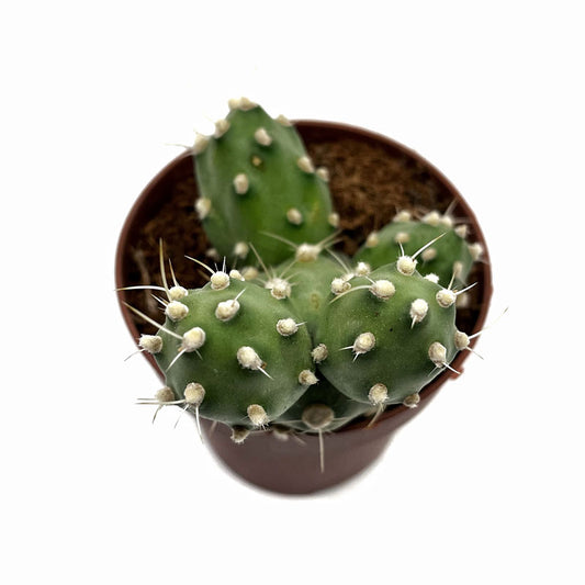 Cumulopuntia Zehnderi Cactus Y Suculentas