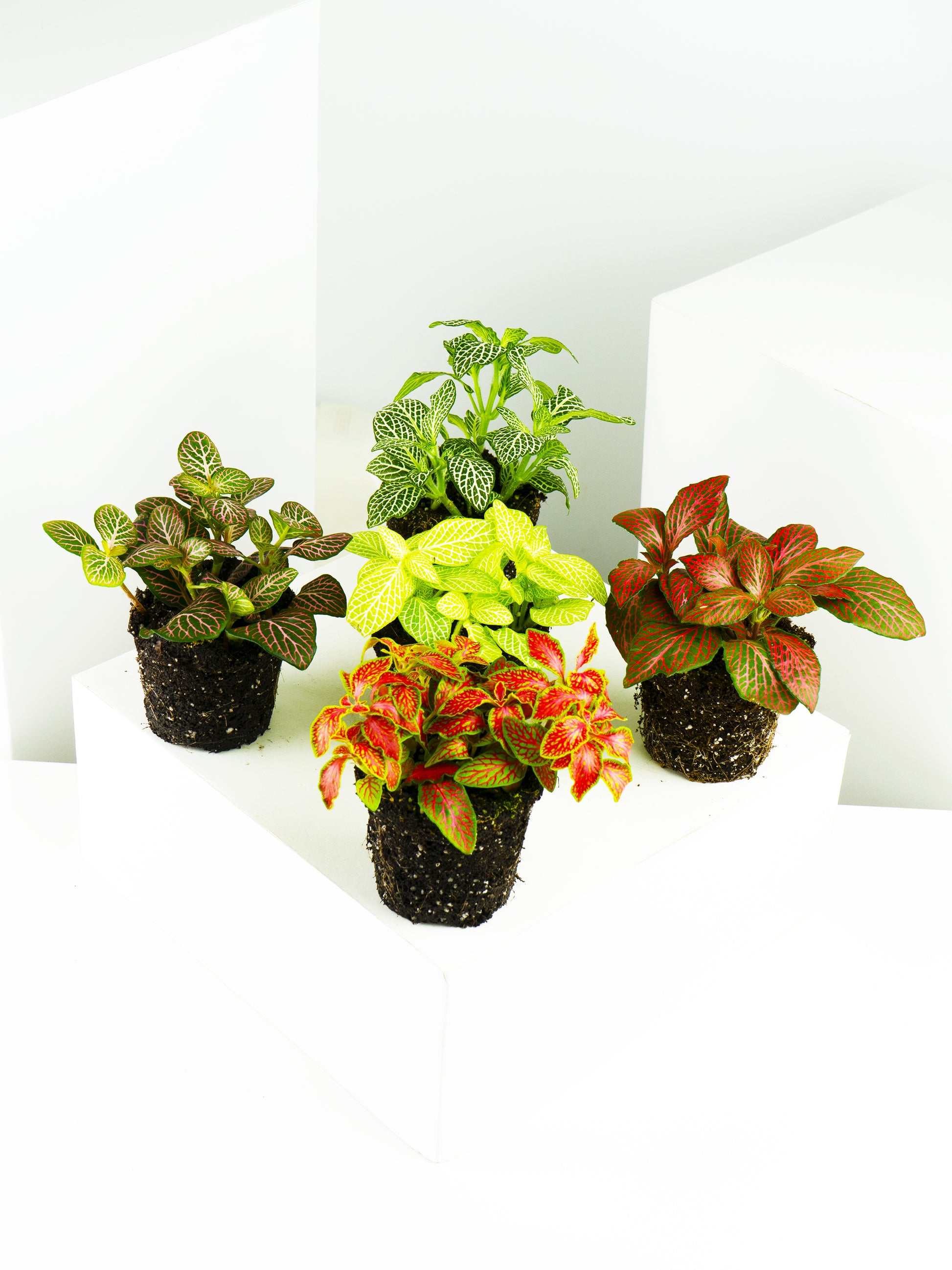 Pack mini Fitonias |  5 Unidades