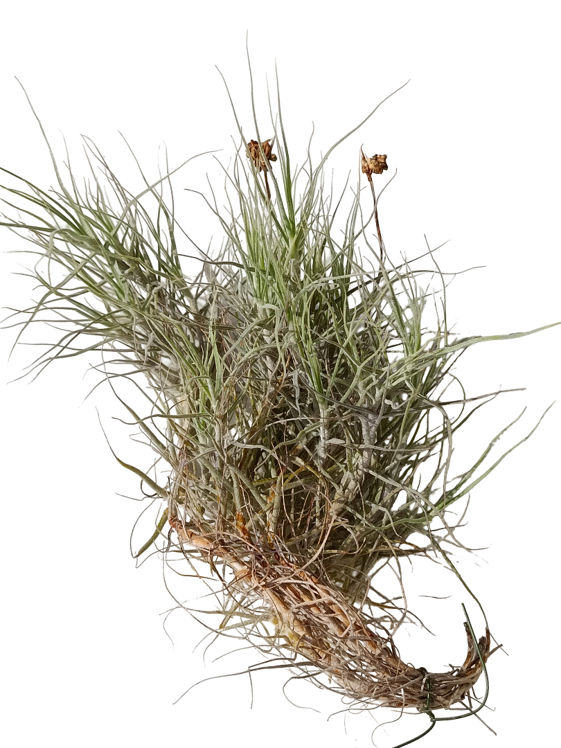 Tillandsia Fragant Clavel Del Aire Planta Natural_0