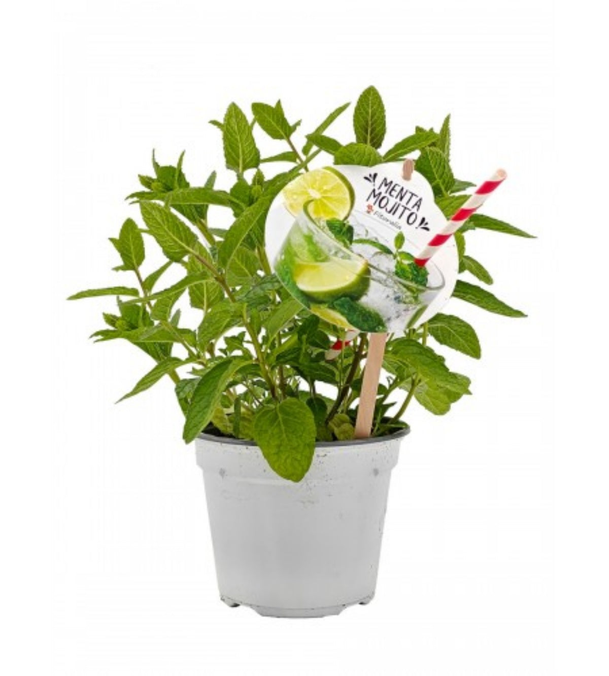 Menta Mojito Natural En Maceta 14 Cm. - Fitoralia