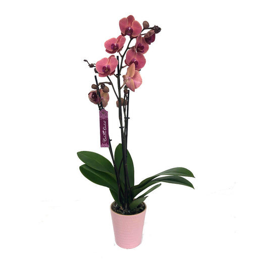 Orquidea Phalaenopsis Asian Coral 2/3 Tallos M12 70cm
