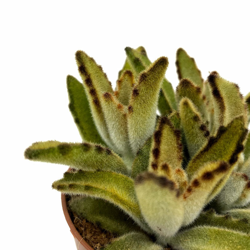 Kalanchoe Tomentosa 'chocolate-soldier' Cactus Y Suculentas M8,5 cm Ø_2
