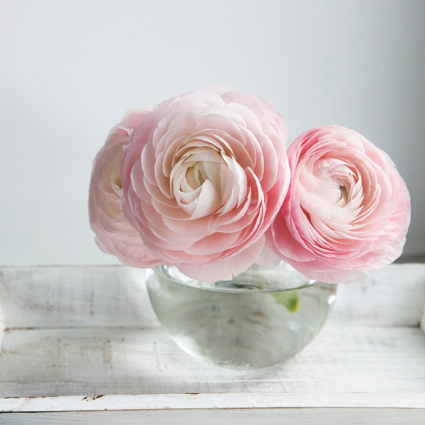 Ranúnculo - 40 Pzs - Ranunculus - Bulbos De Flores