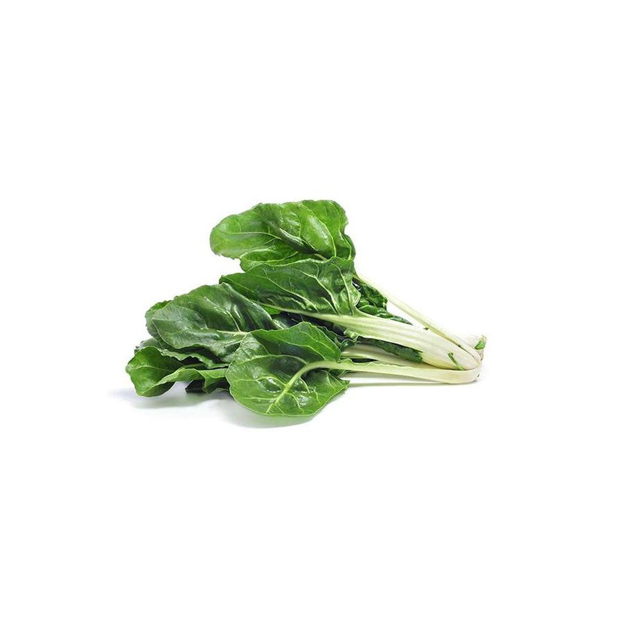 Plantón De Acelga Verde 6 Uds. Gama Tradicional_0