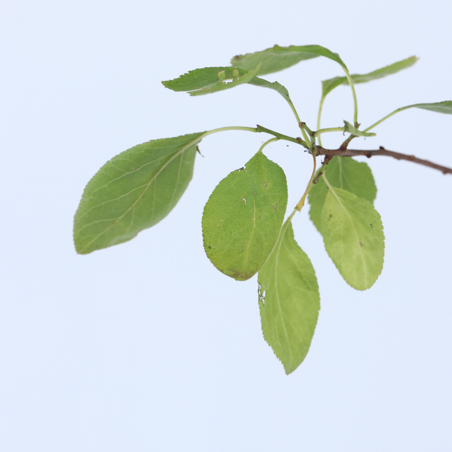 Ciruelo Enano - Prunus Domestica 'opal' - Altura 90-100cm - ⌀21cm